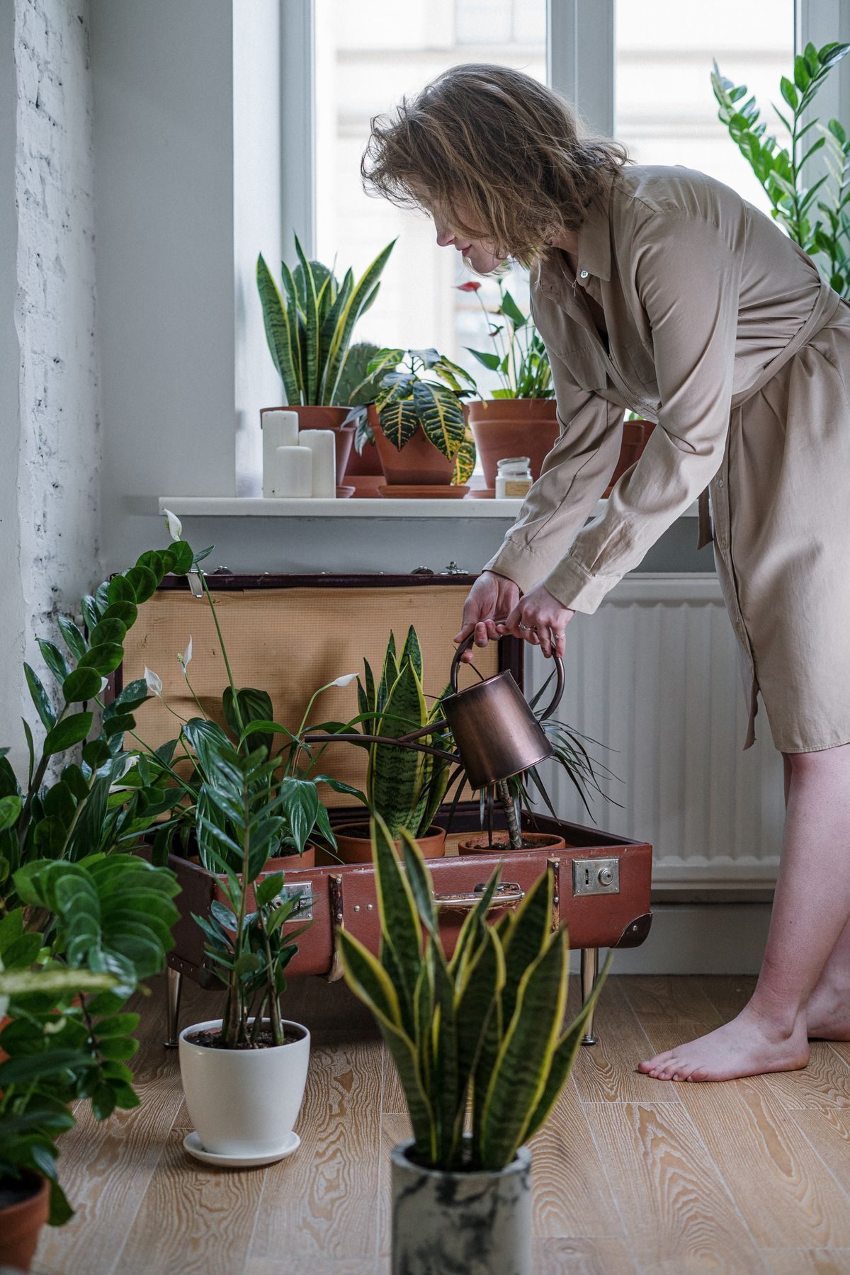 Kućne biljke kao stil života: fenomen "plant parents" generacije