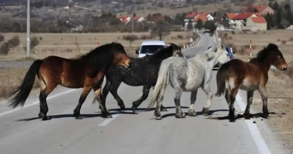 Grad Livno traži nekoga ko će se brinuti o divljim konjima, platit će 10.000 KM