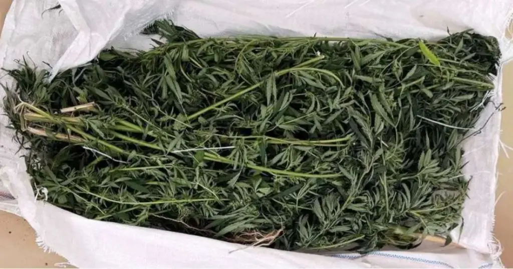 Jednomjesečni pritvor Nedi Kosaniću od kojeg je oduzeto više od 20 kilograma marihuane