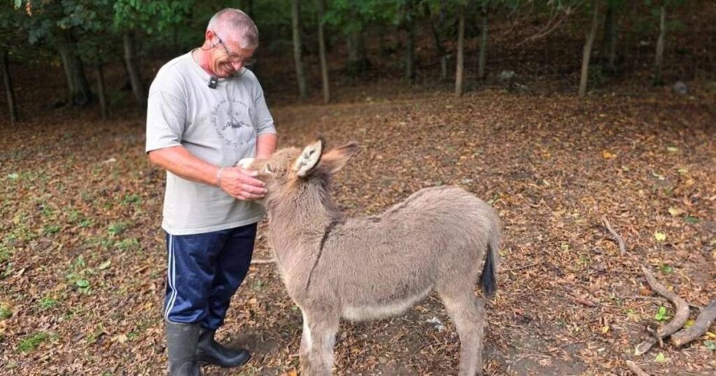 Magarci postaju isplativa grana stočarstva, po grlu i 500 KM podrške