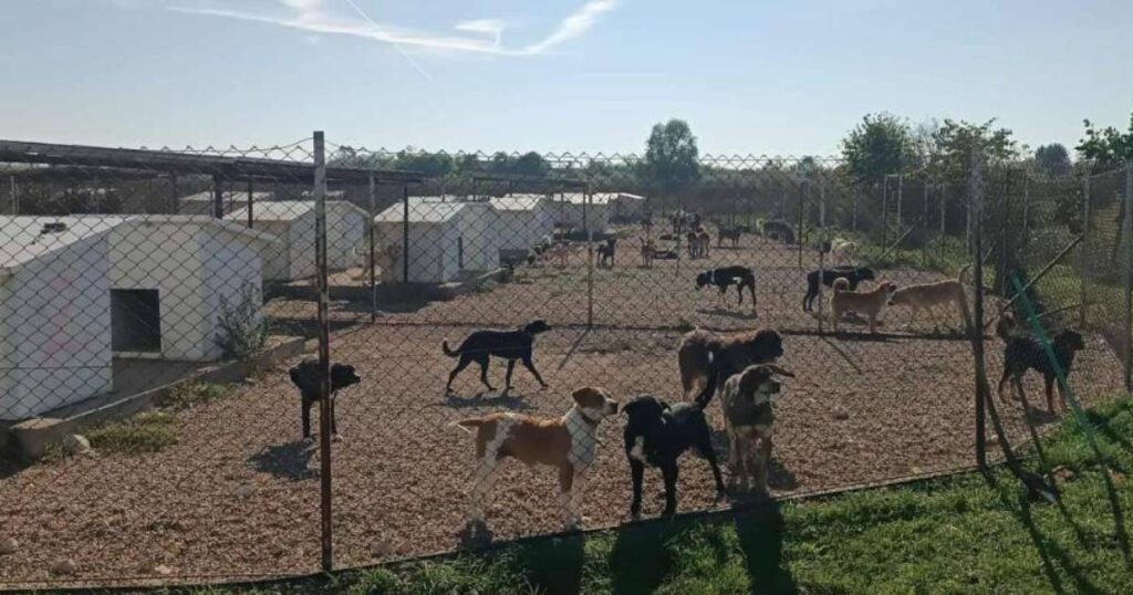 U Brčkom povećan broj pasa lutalica, u azilu za pse popunjeni kapaciteti