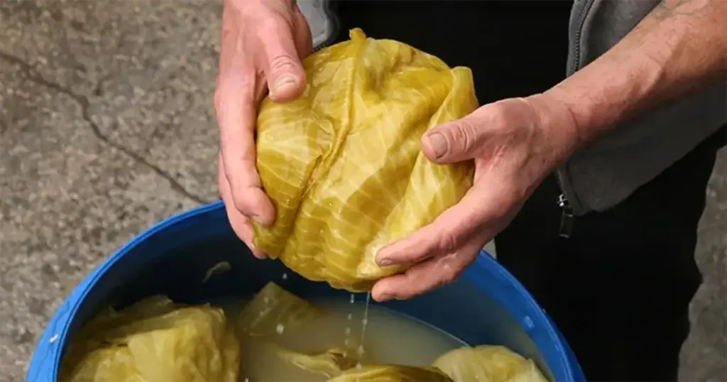 Ova sorta kupusa nije za kišeljenje, u buretu se potpuno raspadne