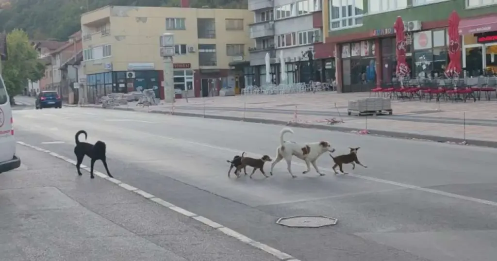 Osmogodišnji dječak iz Goražda zadobio teže povrede usljed napada psa lutalice