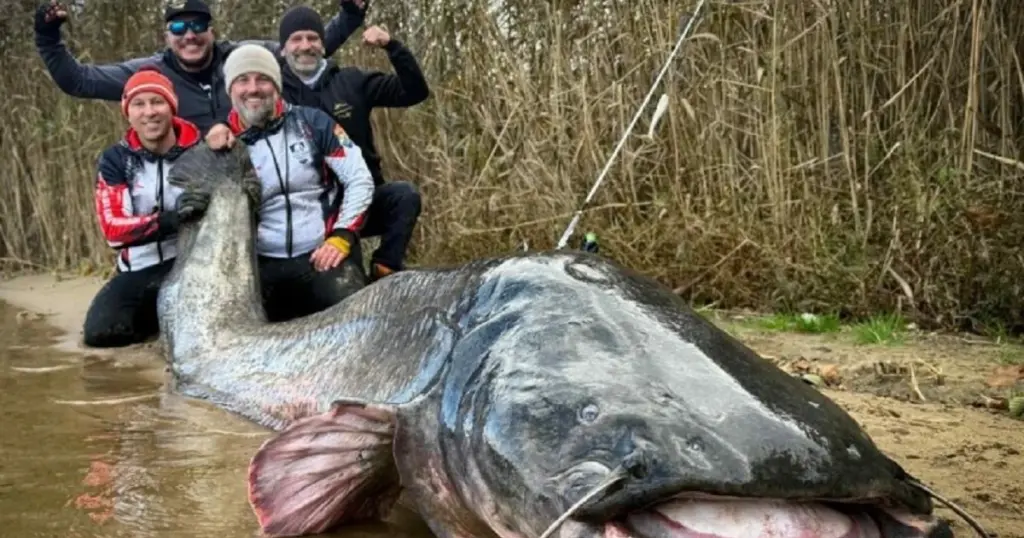 Izukli soma dugačkog 2,9 metara: Nismo mogli vjerovati, bio je ogroman s glavom poput čudovišta